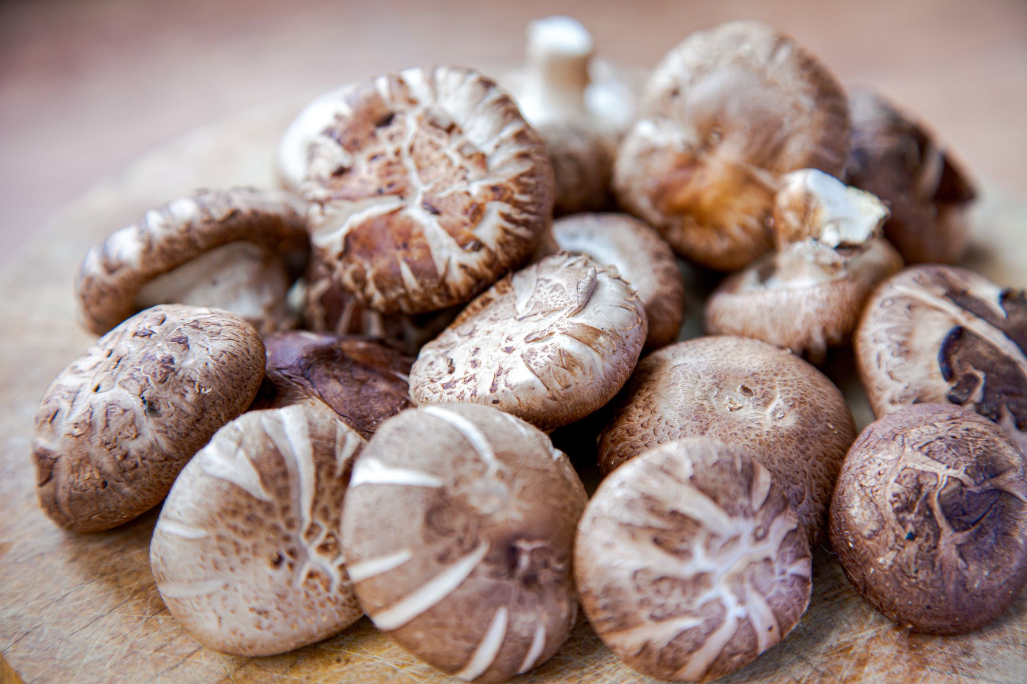 [Ekstra] Forskere har bygget fungerende dataminne av sopp