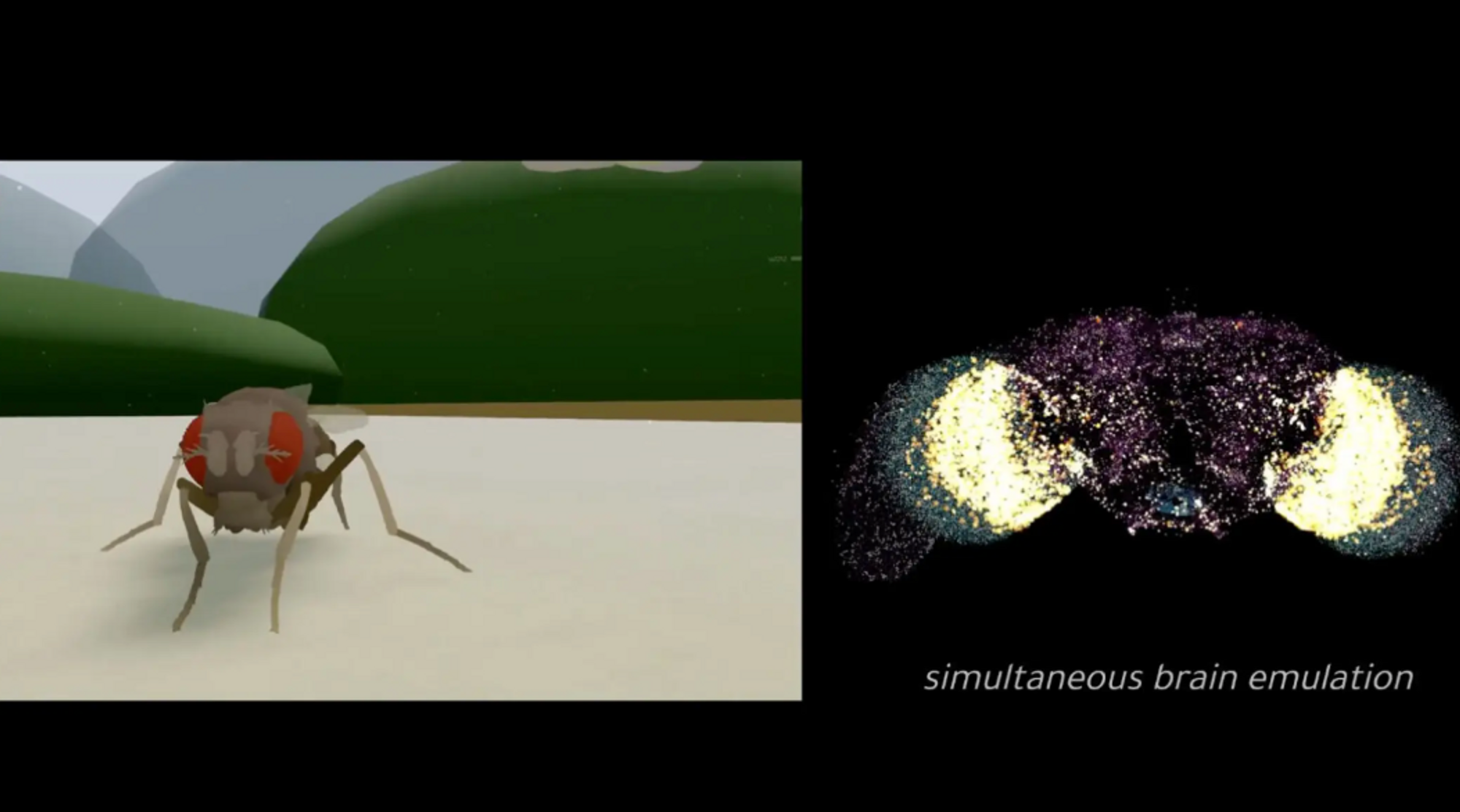 [Ekstra] De har lastet opp en hjerne i en simulator – men er det mer enn bare en flue?